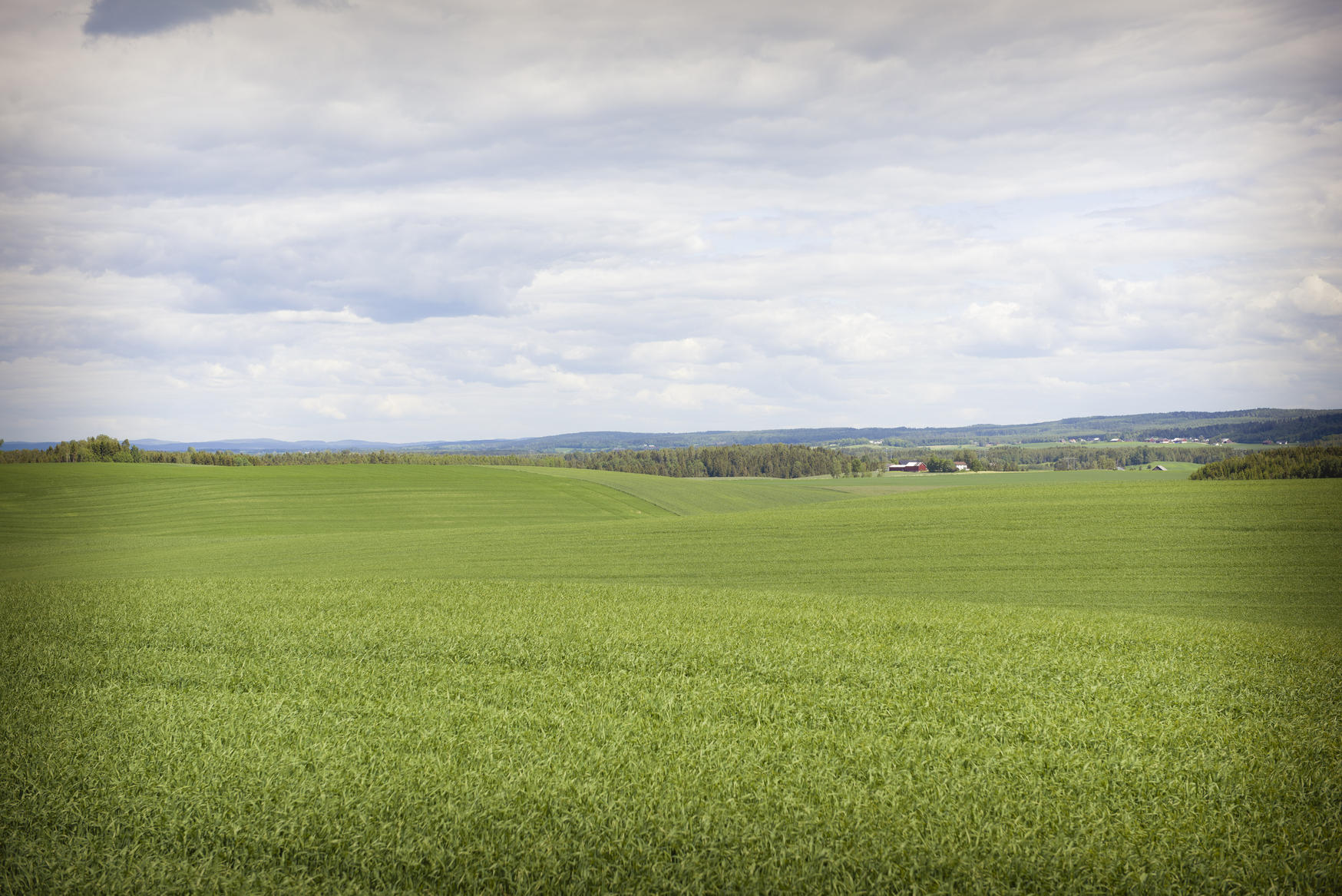 Grønnkledd jorde med overskyet himmel i bakgrunnen. foto